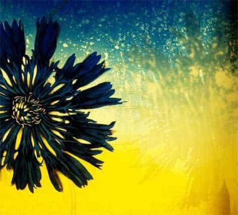 Blue and yellow flower. By Fabrizia Bazzo