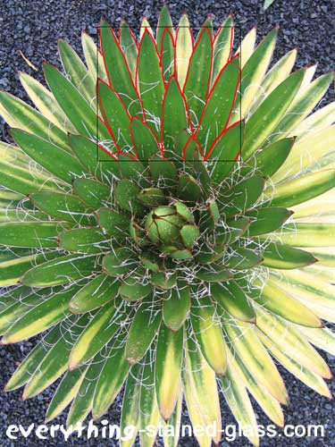 green cactus with section selected in red