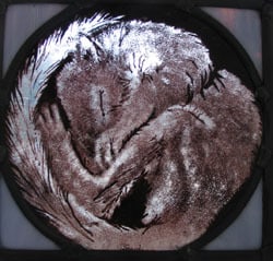sleeping squirrel glass painting