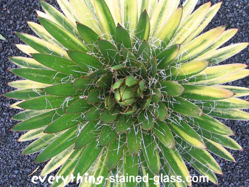 spiky green cacti